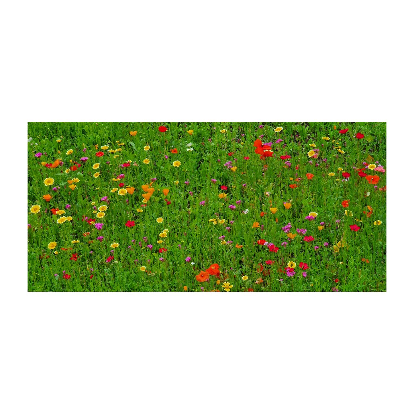 Bienenweide im Oster-Eierkarton Blumen